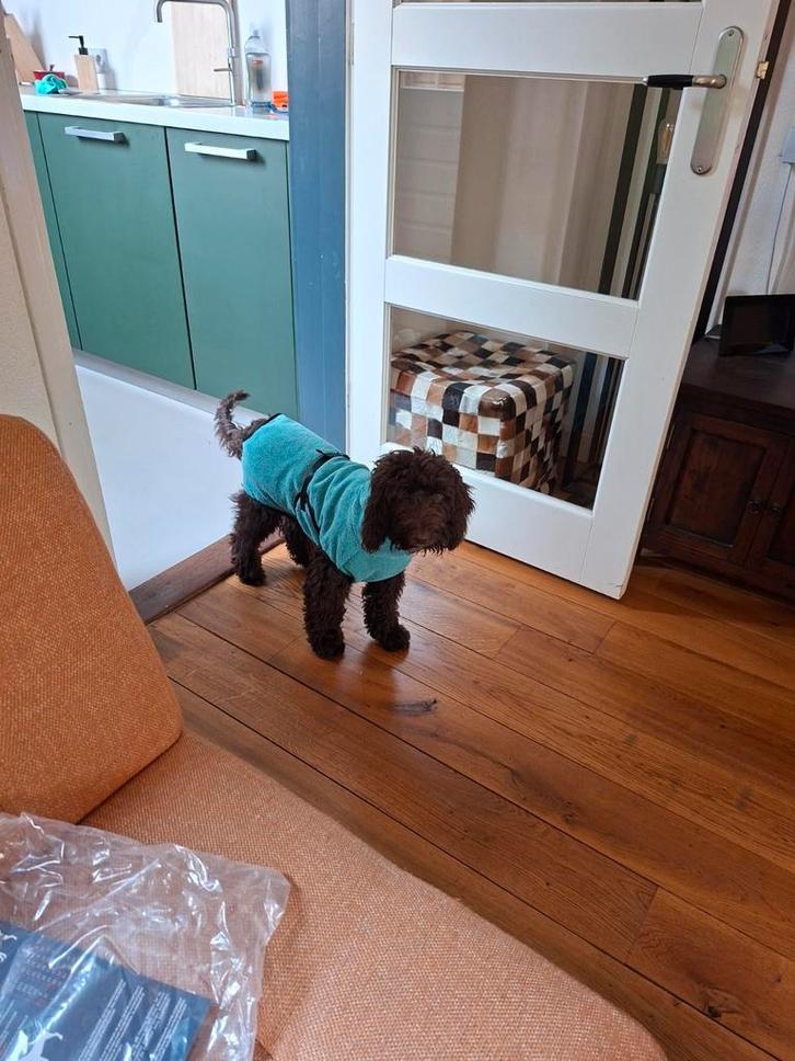 Hondenbadjas, Dieren en Toebehoren, Hondenkleding, Zo goed als nieuw, Hondenjas, Ophalen