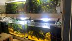 Aquarium 4x, vissen, planten en pompen; compleet., Dieren en Toebehoren, Ophalen of Verzenden, Zo goed als nieuw, Gevuld zoetwateraquarium