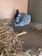 Nieuw huisje gezocht, Dieren en Toebehoren, Konijnen, Mannelijk