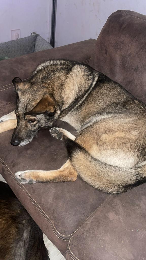 Wie heeft er een goude mandje voor onze Lady, Dieren en Toebehoren, Honden | Bulldogs, Pinschers en Molossers, Teef, Overige rassen
