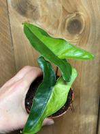 Alocasia tigrina superba variegata plant halfmoon aurea mint, Huis en Inrichting, Ophalen of Verzenden, Halfschaduw, Minder dan 100 cm