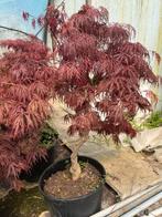 Japanse Esdoorn Treurboom in Pot, Tuin en Terras, In pot, Bloeit niet, Ophalen of Verzenden, 100 tot 250 cm