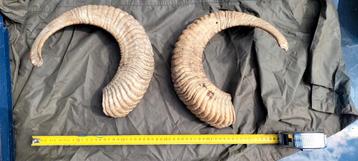 Grote massieve hoorns moeflon schaap beschikbaar voor biedingen