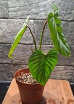 Philodendron Sodiroi, Overige soorten, Minder dan 100 cm, Groene kamerplant, Halfschaduw