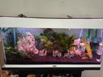 Compleet aquarium, Ophalen, Gebruikt, Gevuld zoetwateraquarium