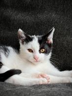 Prachtige zwart/witte kitten te koop, Dieren en Toebehoren, Poes, Kortharig, 0 tot 2 jaar