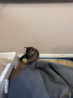 Britsh shorthair 100%, Kater