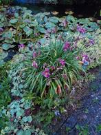 *Lelie, Volle zon, Vaste plant, Zomer, Ophalen