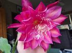epiphyllum dracula s saterday event gewortelde stekken, Huis en Inrichting, Minder dan 100 cm, Bloeiende kamerplant, Halfschaduw