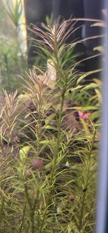 Rotala wallichii beschikbaar voor biedingen