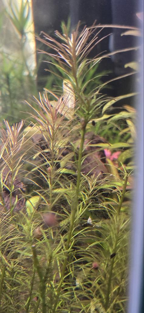 Rotala wallichii, Dieren en Toebehoren, Vissen | Aquaria en Toebehoren, Zo goed als nieuw, Plant(en), Steen of Hout, Ophalen of Verzenden