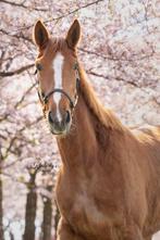 Super lieve 5 jarige merrie te koop, 3 tot 6 jaar, Merrie, Gechipt, Recreatiepaard