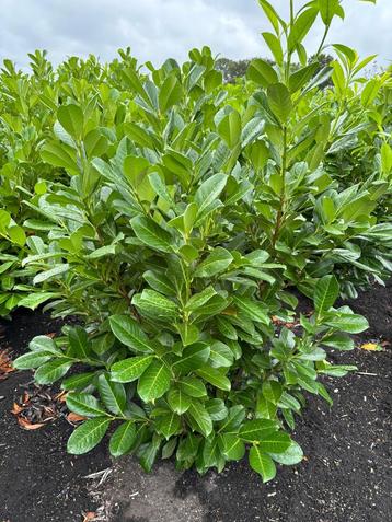 Prunus laurocerasus Rotundifolia beschikbaar voor biedingen
