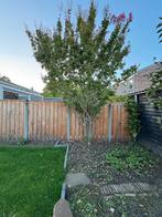 Lagerstroemia indica (Indische sering), Tuin en Terras, Volle zon, 100 tot 250 cm, Zomer, Overige soorten
