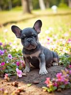 Mooiste franse bulldog pups van NL, Dieren en Toebehoren, Honden | Bulldogs, Pinschers en Molossers, Rabiës (hondsdolheid), 15 weken tot 1 jaar