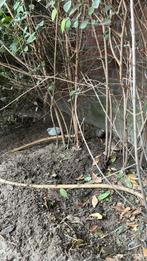 Chinese kwartels, Dieren en Toebehoren, Meerdere dieren