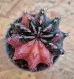 Cactus Gymnocalycium Mihanovichii p7 (36), Huis en Inrichting, Kamerplanten, Ophalen of Verzenden, Cactus, Volle zon, Minder dan 100 cm