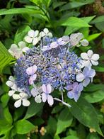 Blauwe scherm hortensia - 3 stuks, Ophalen, Hortensia, Struik, 100 tot 250 cm