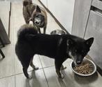 shiba inu pup, België, Particulier, 15 weken tot 1 jaar, Eén hond