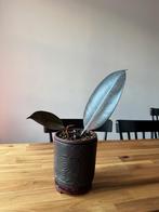 FICUS ELASTICA rubber tree Plant, Huis en Inrichting, Kamerplanten, Ophalen, Ficus, Halfschaduw, Minder dan 100 cm