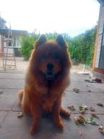 Prachtigs dekreu chow chow, Reu, 1 tot 2 jaar, Eén hond, Nederland