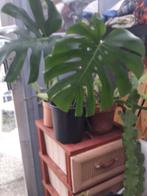 MONSTERA  AUREA VARIEGATA, Huis en Inrichting, Kamerplanten, Ophalen of Verzenden, Overige soorten, Halfschaduw, Minder dan 100 cm