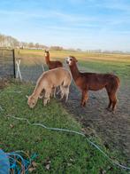 Mooie koppel alpacas, Dieren en Toebehoren, April, Meerdere dieren