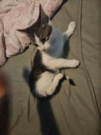 Kitten, Poes, 0 tot 2 jaar