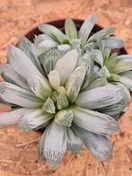 Haworthia cymbiformis White Tiger p10 (7), Ophalen of Verzenden, Halfschaduw, Minder dan 100 cm