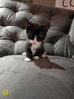 Super mooie kittens, Dieren en Toebehoren, Katten en Kittens | Overige Katten, Meerdere dieren