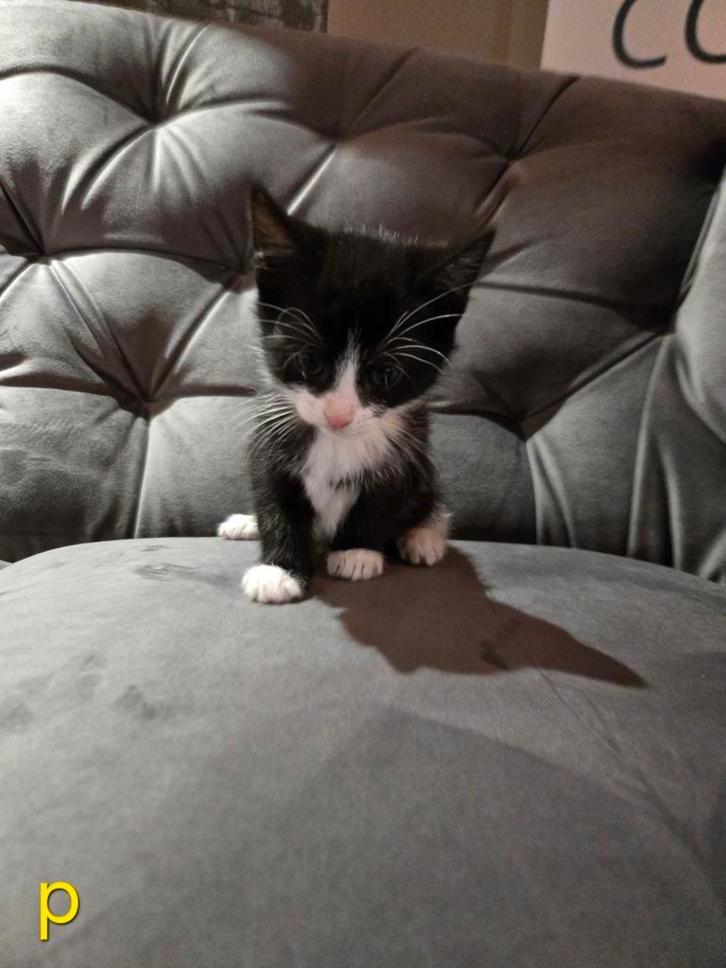 Super mooie kittens, Dieren en Toebehoren, Katten en Kittens | Overige Katten, Meerdere dieren