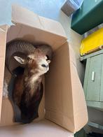 Opgezet (taxidermie) van mouflon mannetje, wilde schaapsoort, Ophalen of Verzenden