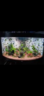 Juwel Aquarium trigon 350, Dieren en Toebehoren, Ophalen of Verzenden, Zo goed als nieuw, Leeg aquarium