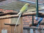 Halsbandparkieten, overjarig, Meerdere dieren, Parkiet, Tam