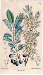 Litho plant Berberis Julianae in alle stadia J.N. Fitch 1891, Verzenden