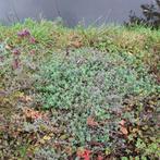 Kattenkruid - Nepeta, Ophalen, Volle zon, Vaste plant, Kruiden