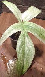 philodendron Florida ghost, Ophalen of Verzenden, Halfschaduw, Minder dan 100 cm