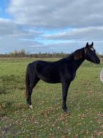 Pony, Dieren en Toebehoren, Ruin, Gechipt, 3 tot 6 jaar, Onbeleerd