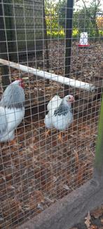 Te koop broedeieren van de wyandotte kriel, Geslacht onbekend, Kip