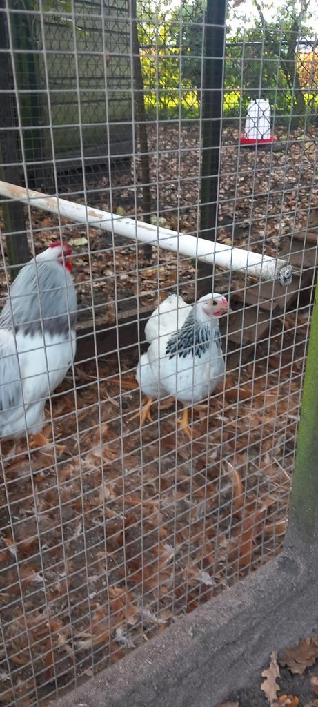 Te koop broedeieren van de wyandotte kriel, Dieren en Toebehoren, Pluimvee, Kip, Geslacht onbekend