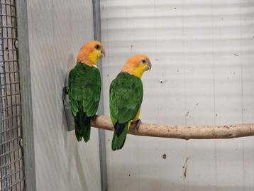 Roestkop en zwartkop caiques  beschikbaar voor biedingen