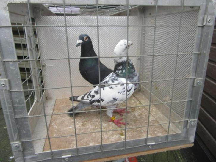 kweekkoppels, Dieren en Toebehoren, Vogels | Duiven, Overige soorten, Meerdere dieren