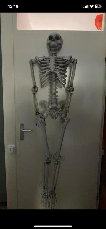 Halloween skelet beschikbaar voor biedingen