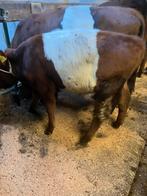 Rode lakenvelder te koop