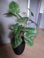 Intratuin kunstplant Alocasia Hoog 100 cm, Ophalen, Zo goed als nieuw, Binnen