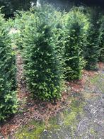 Te koop : Taxus baccata voor haag 140/160 cm met kluit, Ophalen, Taxus, 100 tot 250 cm