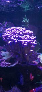 Stylopra paars blauw, Dieren en Toebehoren, Vissen | Aquariumvissen, Overige typen, Zoutwatervis