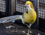 Overname van pauwen, fazanten en meer, Dieren en Toebehoren, Pluimvee, Overige soorten, Meerdere dieren