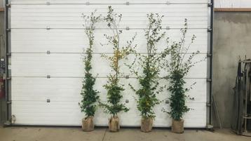 Fagus Sylvatica met kluit beschikbaar voor biedingen
