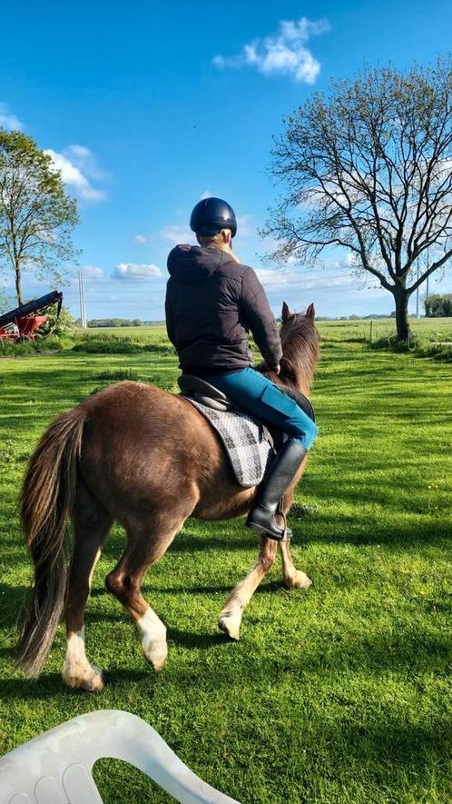 Welsh Pony C, Dieren en Toebehoren, Pony's, Merrie, Zadelmak, A pony (tot 1.17m), Recreatiepony, Met stamboom, Gechipt, Ontwormd
